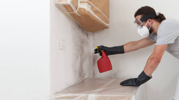 Basement Mold Remediation treatment on basement walls in Naperville